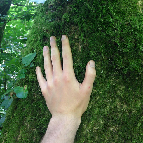 hand touching tree moss softly