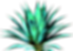 Agave_2.png