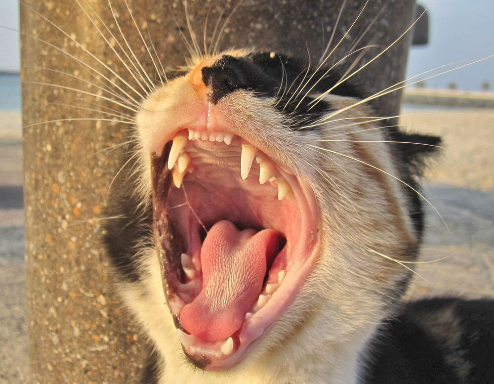 How to Tell if Your Cat Has Toothache