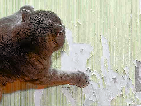 How To Stop A Cat Scratching Walls and Other Household Objects