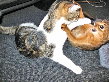 cats fighting