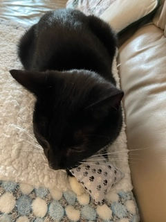 Honeysuckle Catnip Pouch. Christmas 2021 #2. Val Illingworth.jpeg
