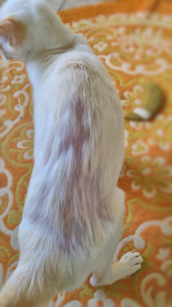 How to Help Cats that Over Groom and Pull Their Fur Out Cat Conundrums