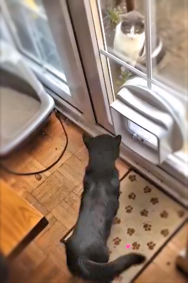 Why Do Cats Spray Urine? Cat Conundrums