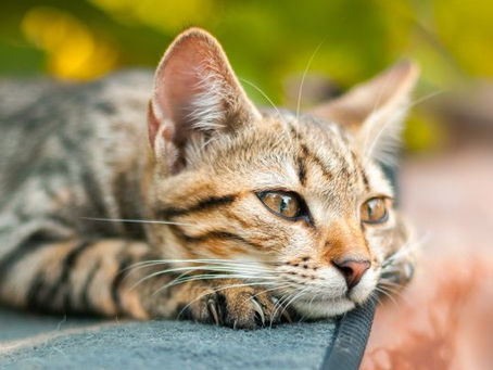 Facts About Male Cats