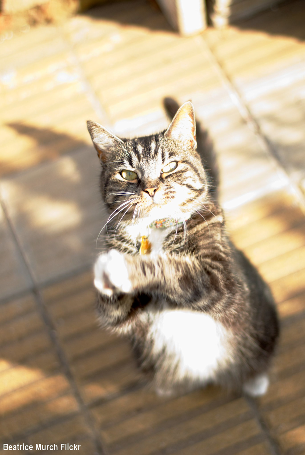 Cat standing on hind legs reaching out with front paws