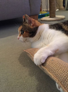Ginger and white cat playing with a hessian honeysuckle play kicker