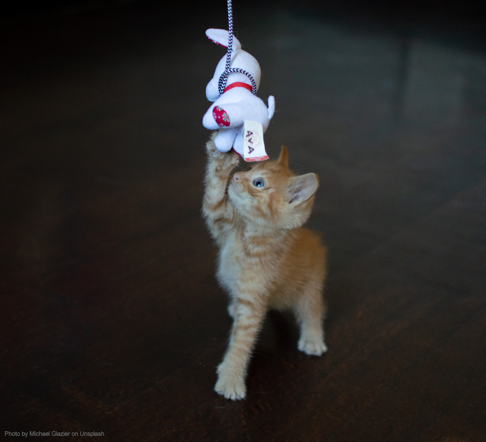 Ginger kitten playing with soft cat toy