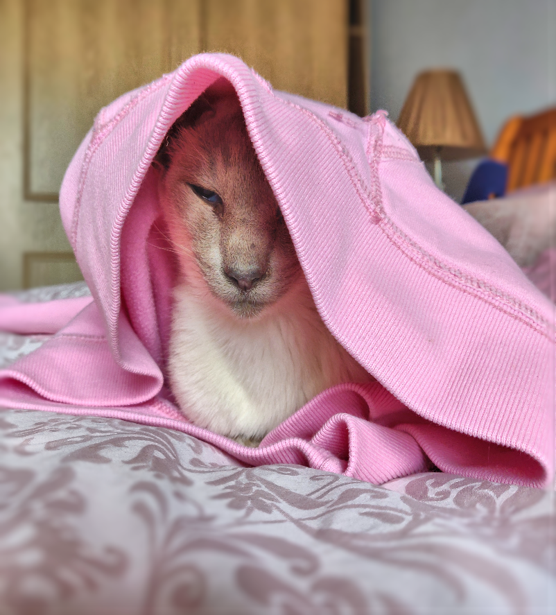 Siamese cat inside a pink sweatshirt