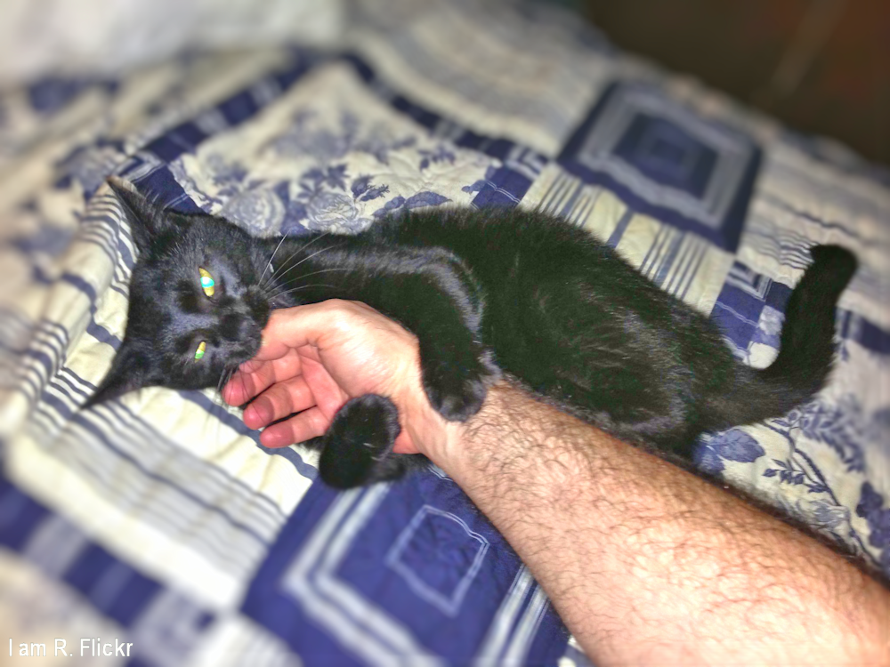 Black cat attacking a man's arm