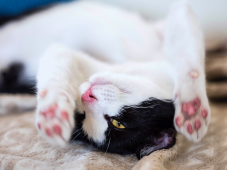 Five New Years Resolutions To Make Your Cat Happy and Healthy