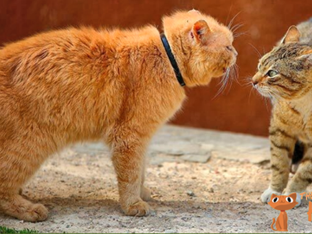 Is Your Cat a Bully?