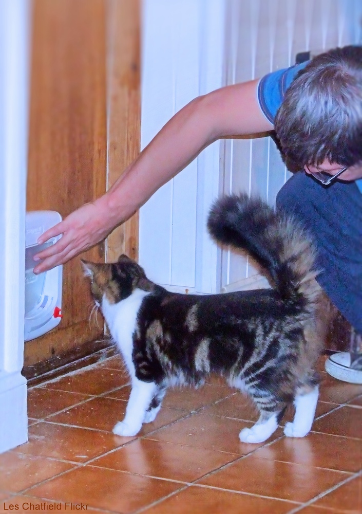 How to Train a Cat to Use a Cat Flap Cat Conundrums