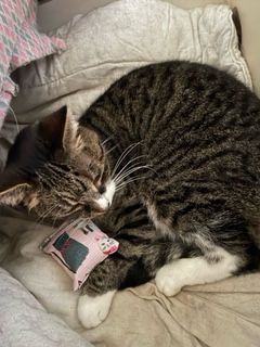Honeysuckle Catnip Pouch. Christmas 2021 #4. Val Illingworth.jpeg