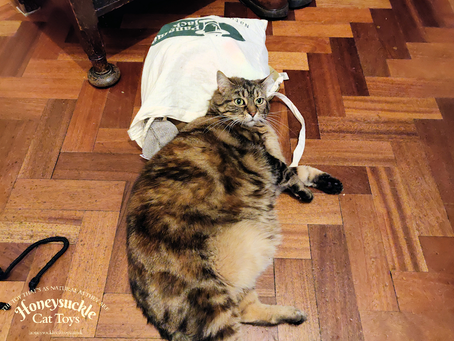 How To Tell if Your Cat is Overweight