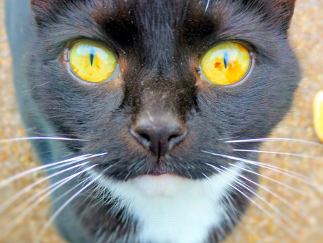 Do Cats Use Their Purr to Manipulate Us?