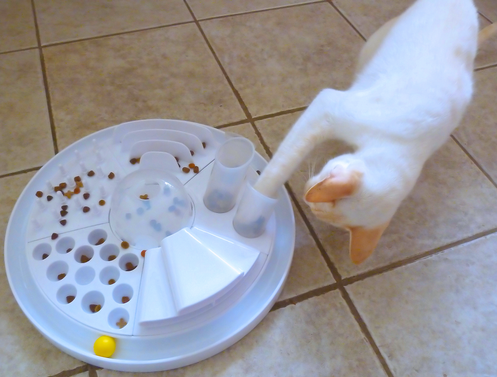 White Cat Using His Paw to Get Biscuits out of a Puzzle Feeder