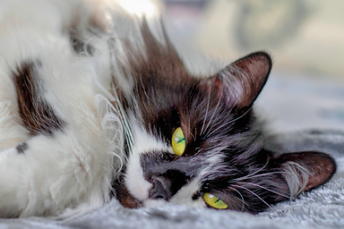 Content Cat. nick-fewings-_NgbLECQ6O8-un