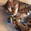 Thumbnail: Honeysuckle and Catnip Knitwit