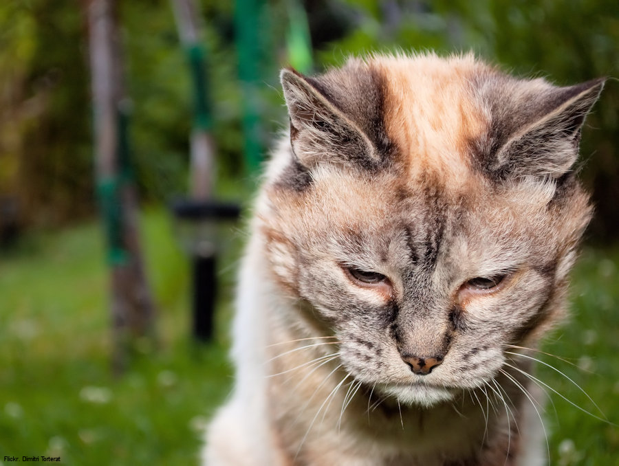 How to Tell if Your Cat Has Toothache Cat Conundrums