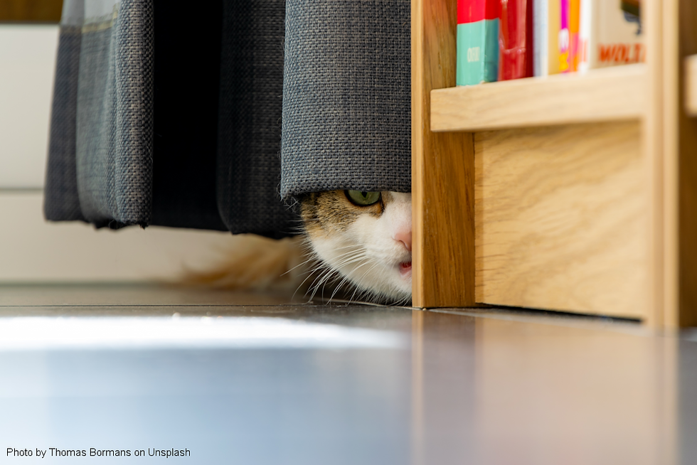 How Learning About Cat Behaviour Can Positively Impact Your Cat’s Welfare