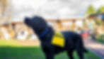 A black lab wearing a yellow service dog vest and blue collar looks up towards handler in a grassy courtyard