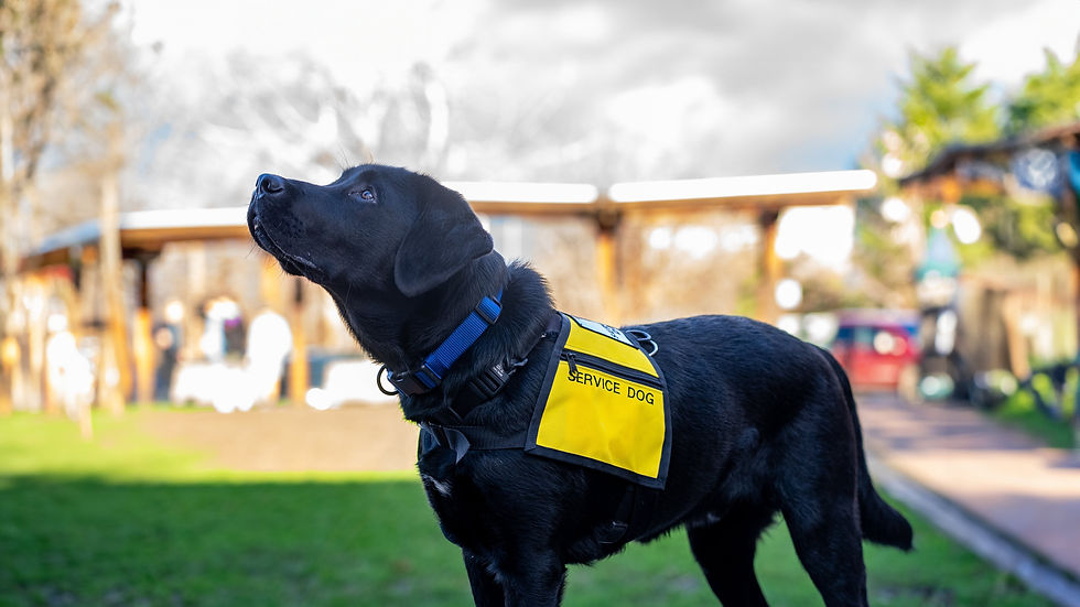 A black lab wearing a yellow service dog vest and blue collar looks up towards handler in a grassy courtyard