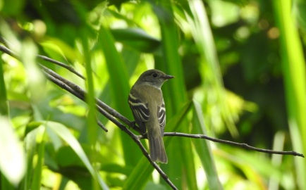 Avistamiento de Aves para expertos