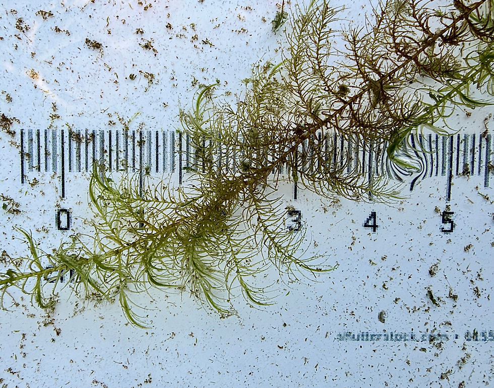 Multiple varieties of Aquatic Moss