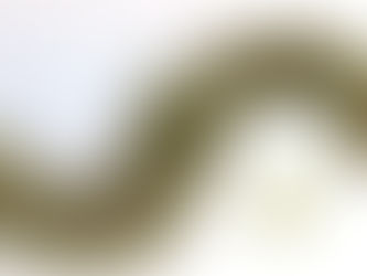 Variable Milfoil - Exotic