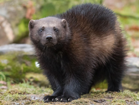 Wolverine