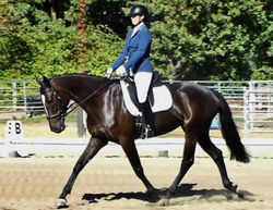 Sloane Lake Oswego Dressage Show