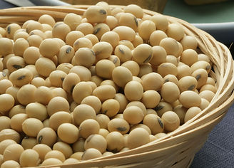 dongdong1-soybean-2760711_edited.jpg