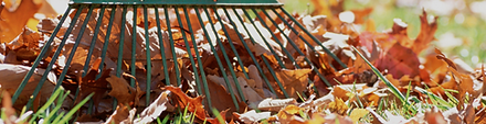 Raking Leaves