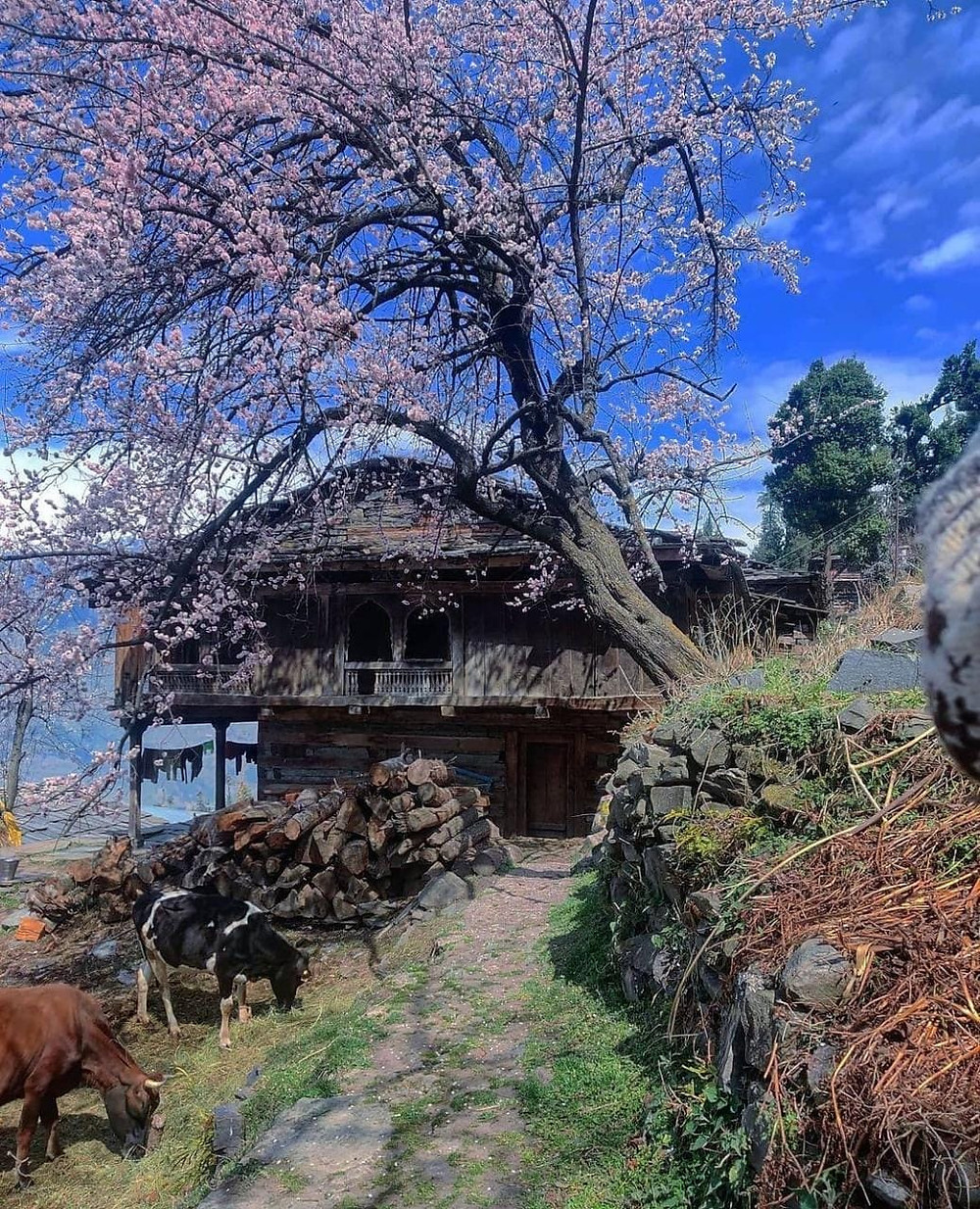 Naggar is a beautiful village near Kasol