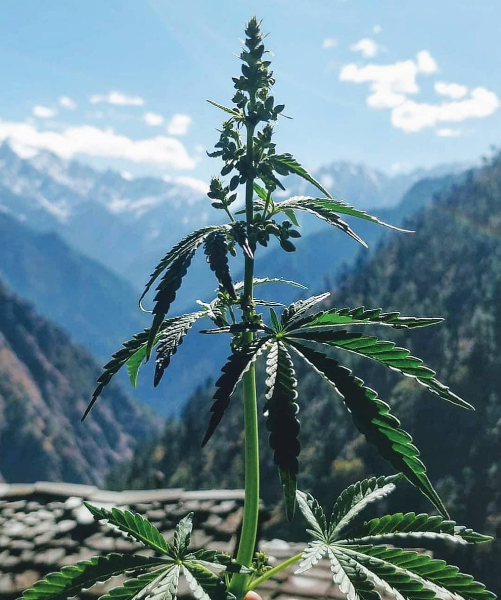 Malana village is famous for Malana cream