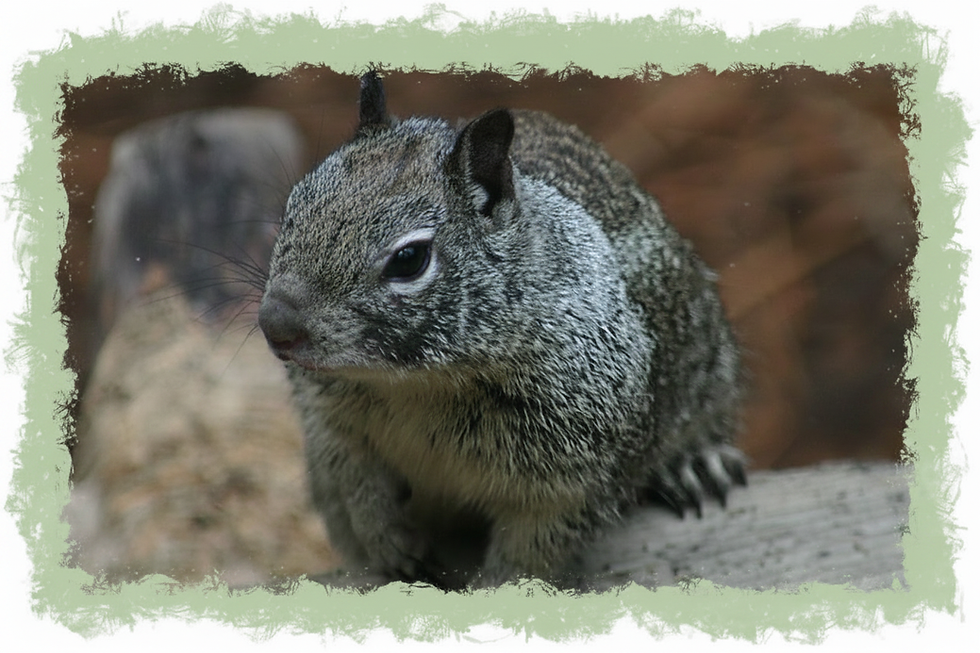 Squirrel On Log