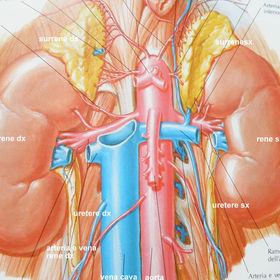 stadi del cancro del rene