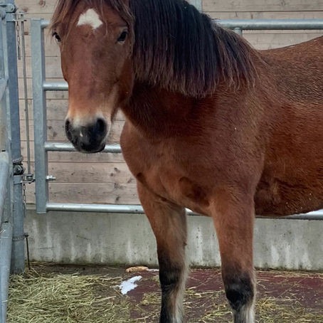 Noriker in Ausbildung - Trainingswoche 2