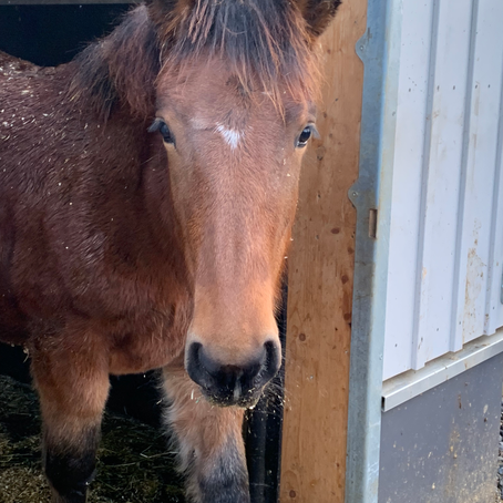 Noriker in Ausbildung - Trainingswoche 1