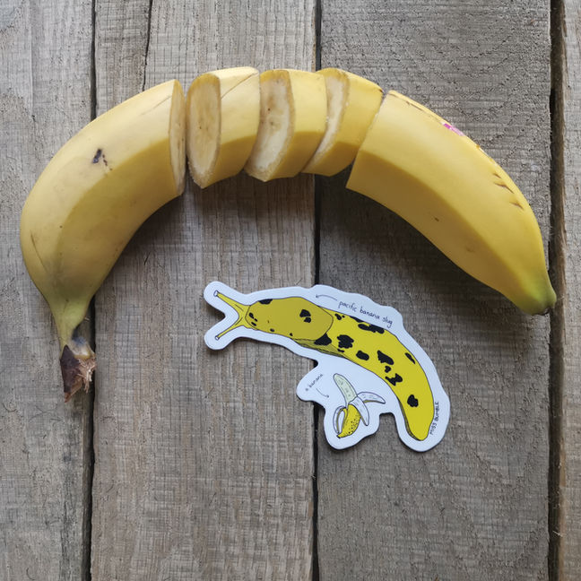 banana slug sticker