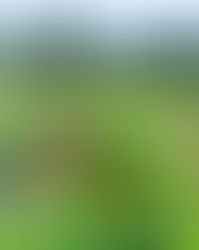 Flower U-Pick Sat, May 20th, 2023