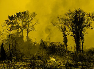 Forest Fires_edited.jpg