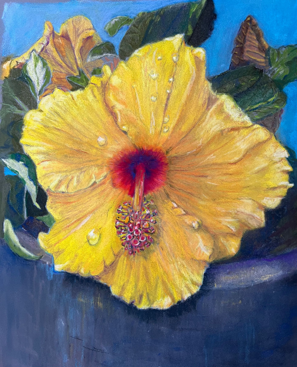 Yellow Hibiscus