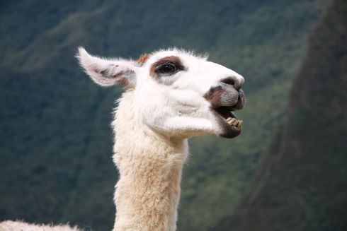 Les ours du Machu Picchu