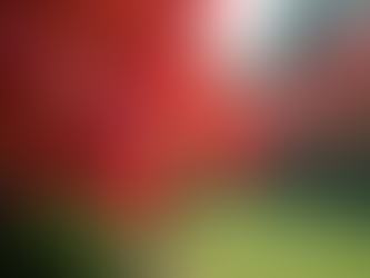 Discover Unique Ornamental Tree Varieties