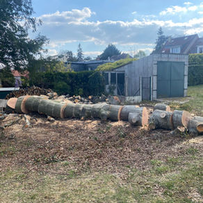 Abattage d’un grand arbre à Véretz
