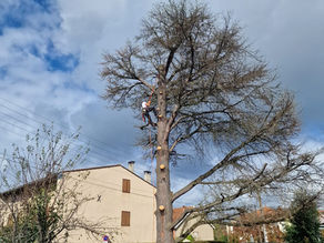 Élagage d’un arbre en zone urbaine en région parisienne