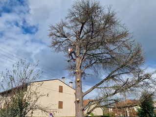 Élagage d’un arbre en zone urbaine en région parisienne