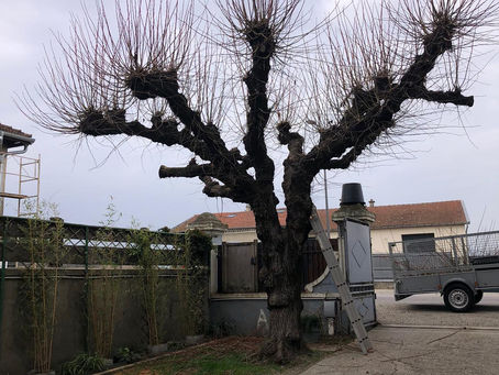 elagage murier platane trogne